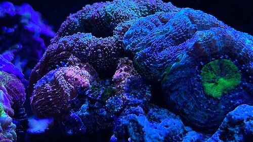 IMG_3571.jpeg