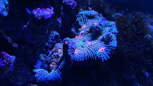 IMG_3583.jpeg