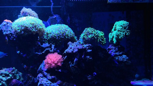IMG_3587.jpeg