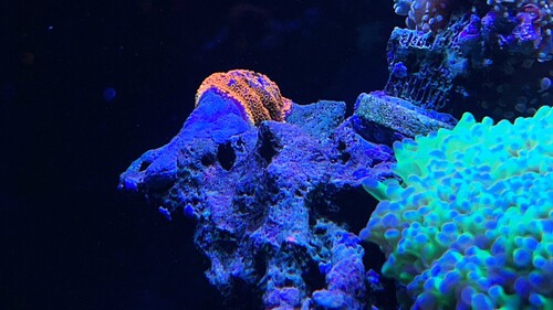 IMG_3588.jpeg
