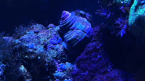 IMG_3589.jpeg