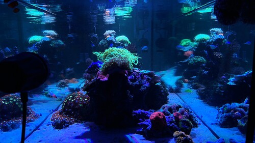 IMG_3594.jpeg