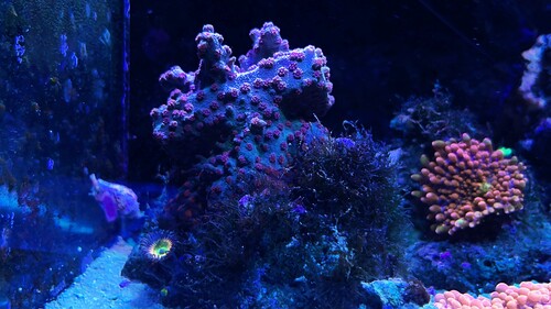IMG_3601.jpeg