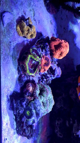IMG_3705.jpeg