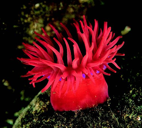 Anemone