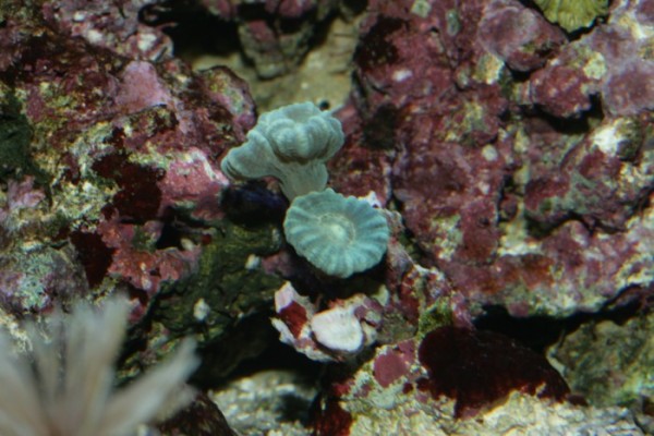 Caulastrea