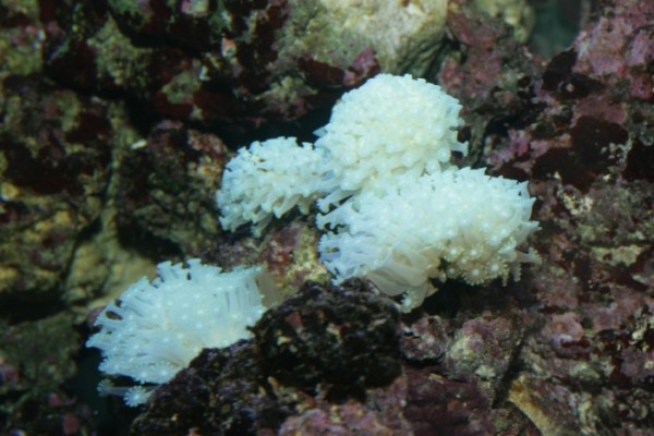 IMG_7364 (700 x 467).jpg (84.17 KiB) Vist 1068 gange Alveopora i en meget lys udgave