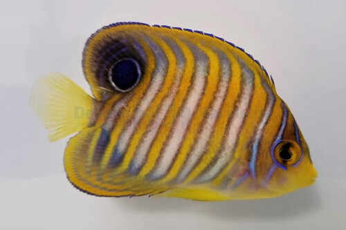 pygoplites_diacanthus_-_pacific_-_juvenile_wm (1).jpg