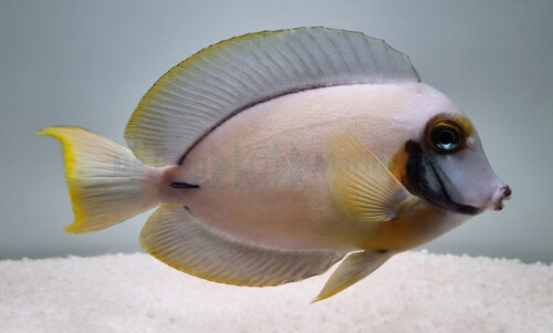 acanthurus_pyroferus_wm.jpg