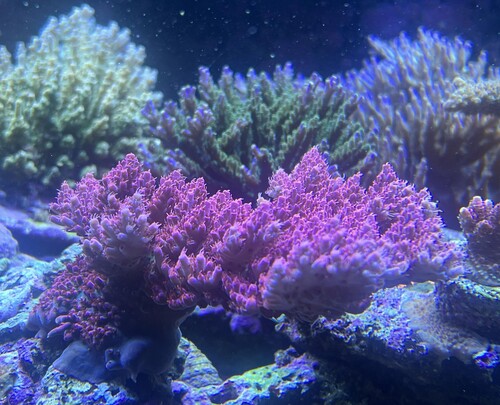 Acropora hyacinthus pink