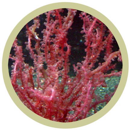 Kelp on Rock, Grape (Botryocladia sp.)