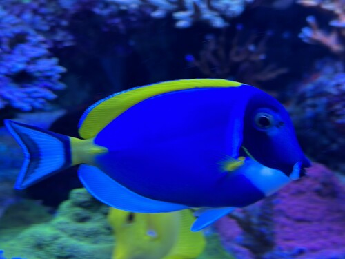 Acanthurus leucosternon.JPEG