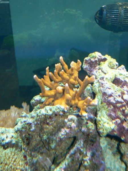 montipora