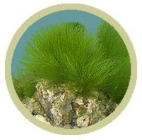 Maiden's Hair Plant (Chlorodesmis sp.)