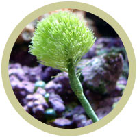 Shaving Brush Plant (Penicillus sp.)