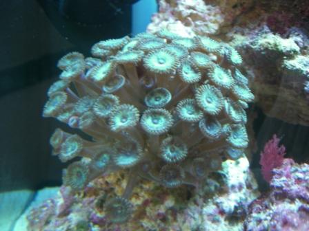 Grøn polyp.JPG