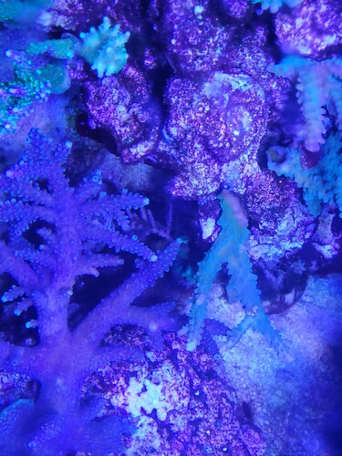 Billedet er ikke super skarpt, men det er korallen til venstre. Den har slet ikke de lange axial coralites. Til gengæld får den flere sidegrene end jeg oplever på gomezi.