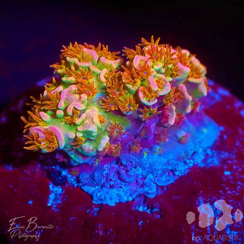 Another fragment of the coral