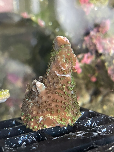 Day0
