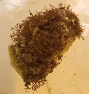 ny irriterende alg.jpg