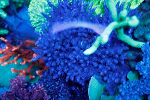 Acropora Effloescens Blue_top.jpg