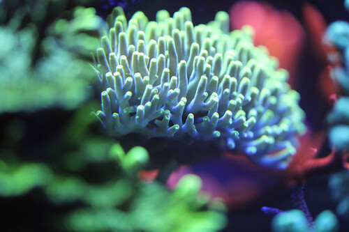 Acropora Lokani - Banana.jpg