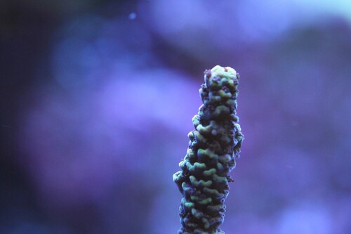 Acropora spp_New01.jpg