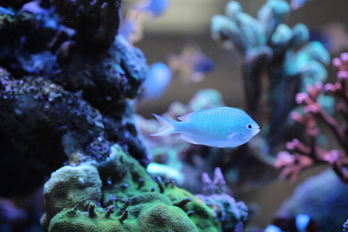 chromis.jpg