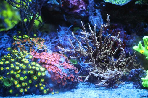 Acropora_Zoa_group.jpg