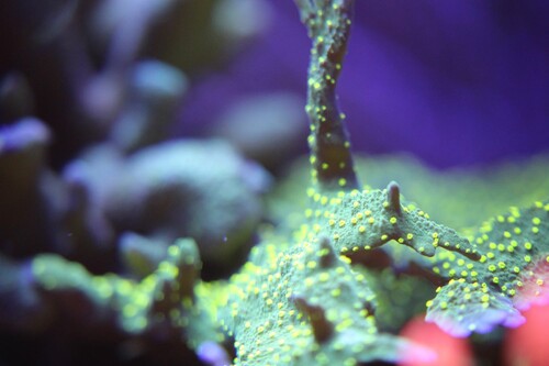 Montipora - Emerald Elkhorn.jpg