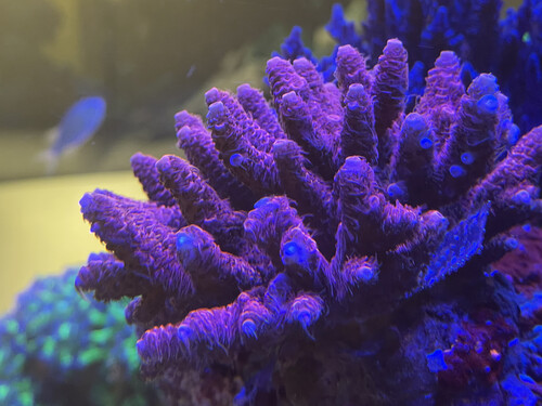 Millepora RedRed.jpg