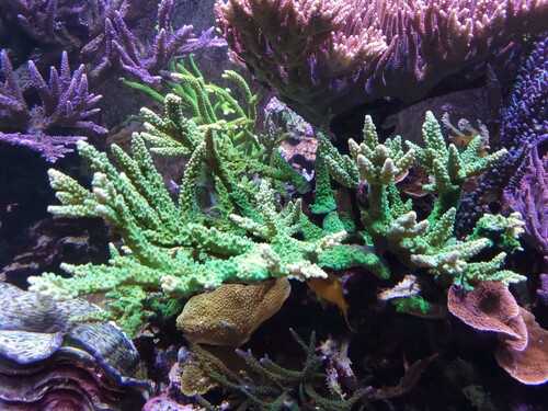 Acropora austera fra mit display. Læg mærke til de kraftige vandrette sidegrene.