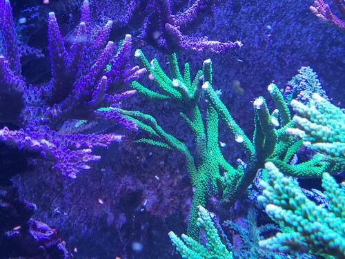 Acropora yongei &quot;Bali slimer&quot; fra mit eget display. Det er et aften billede, taget uden filtre og i Pro mode.<br />Den er lige blevet klippet og man kan se alle cuts. Der vil vokse 2-4 nye grene ud fra hvert cut. Det går hurtigt.