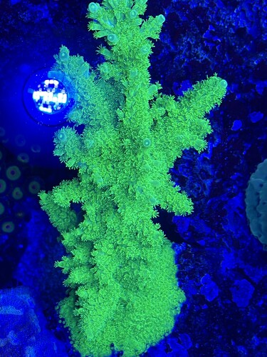 Acropora Austera “Neon Green”
