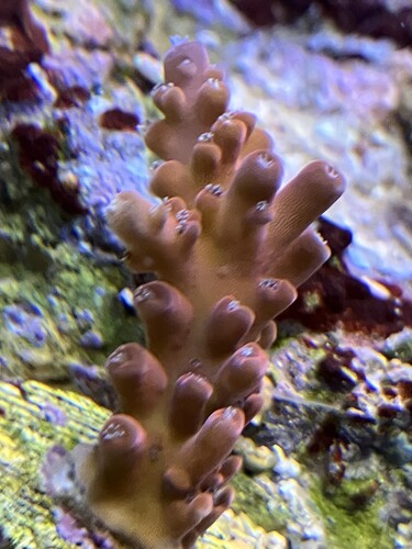 IMG_1787.jpeg (1.58 MiB) Vist 2593 gange P.O.T.O FlameThrower