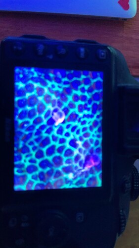 IMG_4452.jpeg