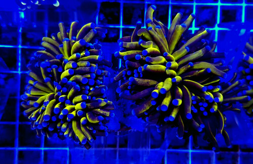 euphyllia_cristata_gold_torch_03_5.jpg