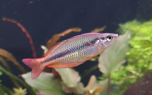 trifasciata