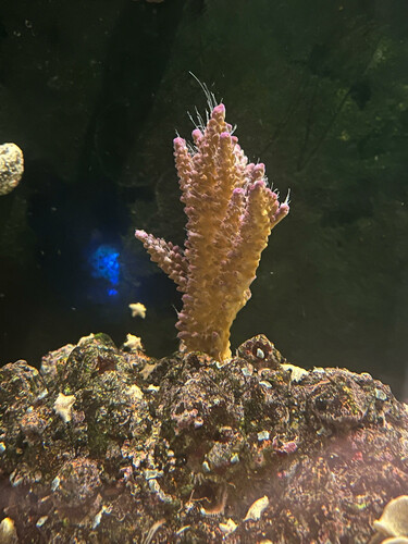 koral 2.jpg