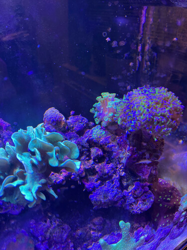 koral 5.jpg