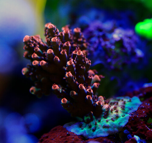 Acropora Sp Unknown.jpg (2 MiB) Vist 22863 gange Unknow