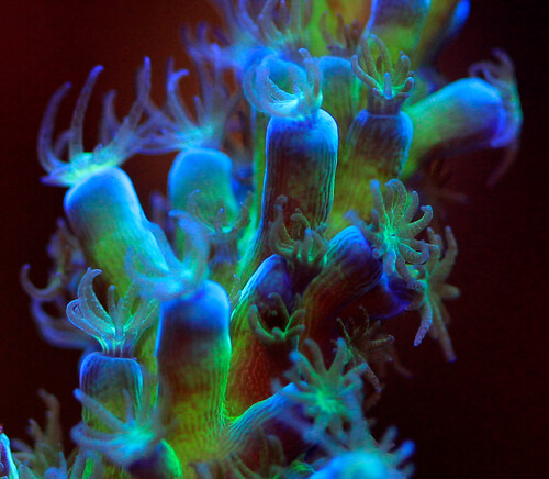 Acropora Stanghorn.jpg