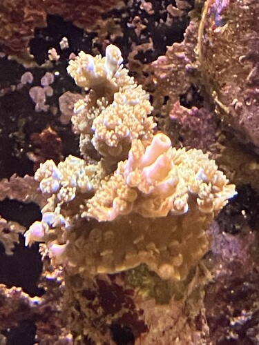 IMG_1887.jpeg