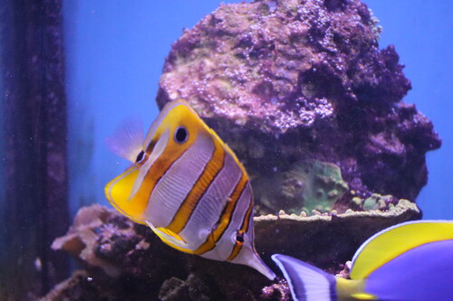 IMG_2137.jpeg