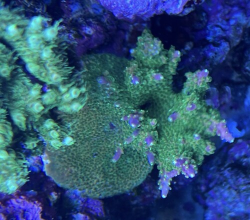 Acropora ukendt