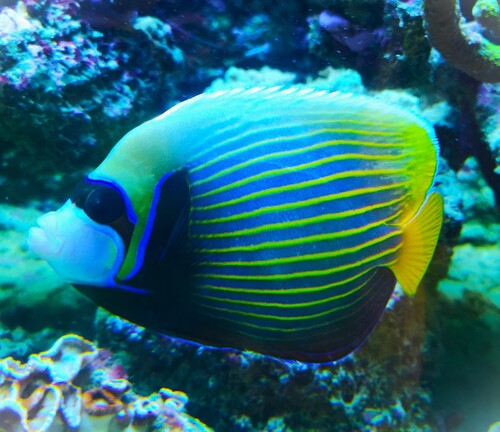 Pomacanthus imperator