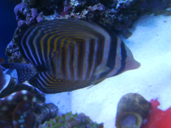 fisken