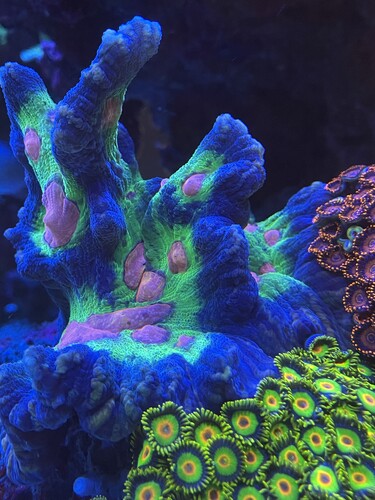 Coral02