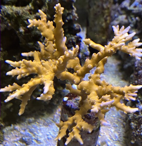 IMG_1945.jpeg