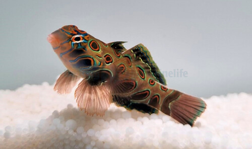 pterosynchiropus_picturatus_wm.jpg
